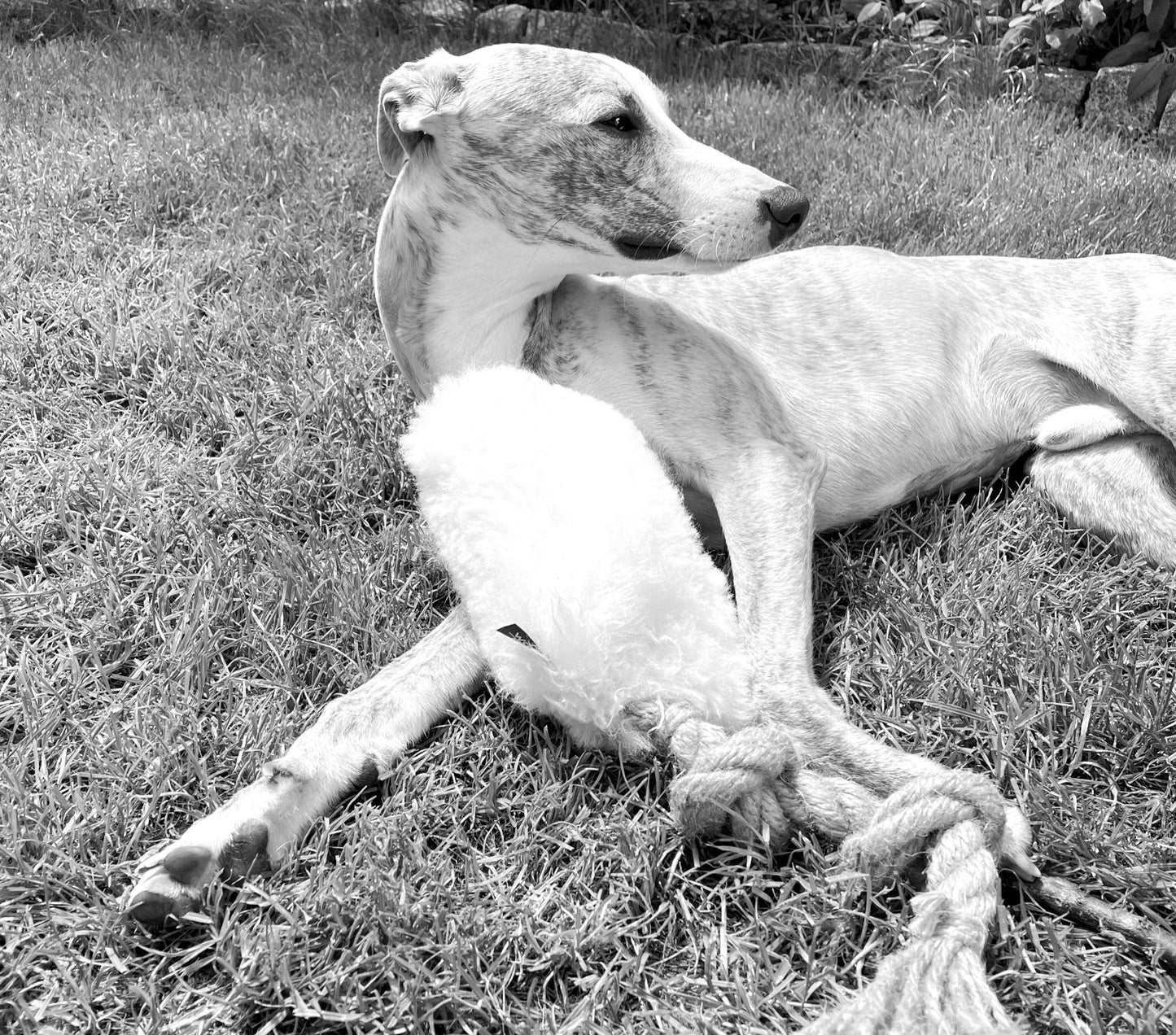 Jouet de traction en peau de mouton naturelle - Noir