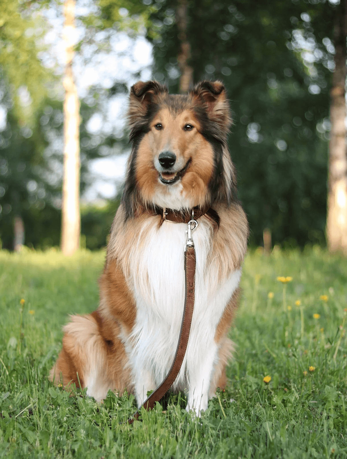 Laisse en cuir nubuck “Bergamo”