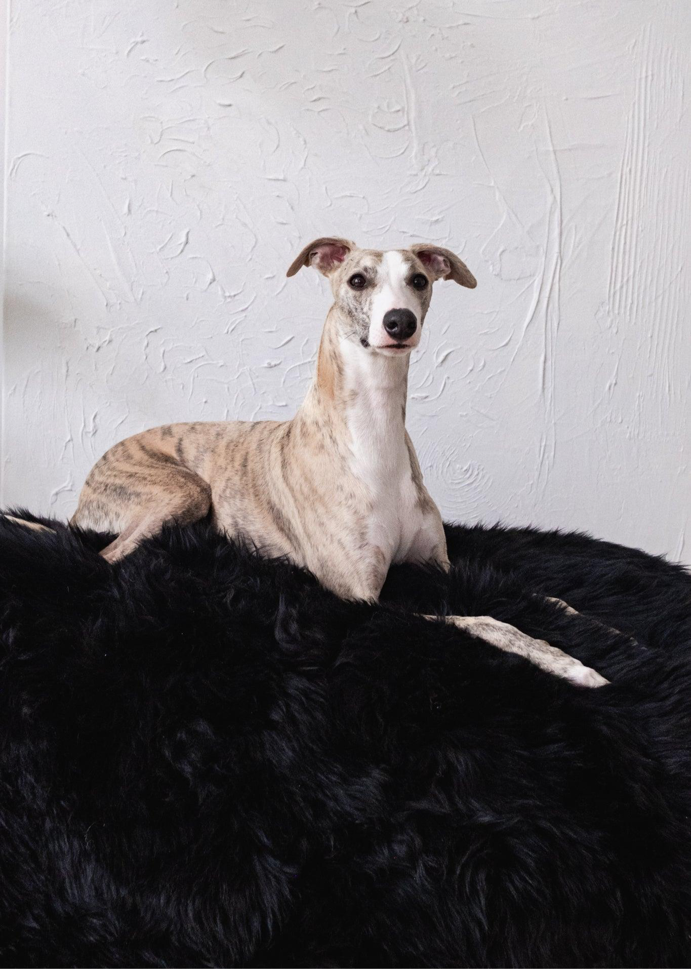 Panier pour chien oval en peau de mouton naturelle - Noir