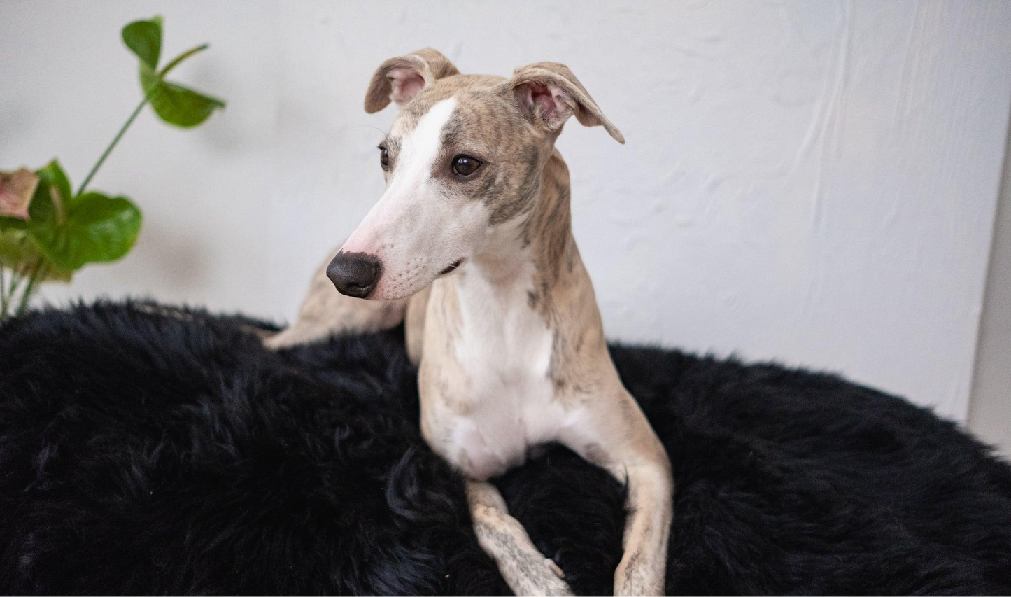 Panier pour chien oval en peau de mouton naturelle - Noir