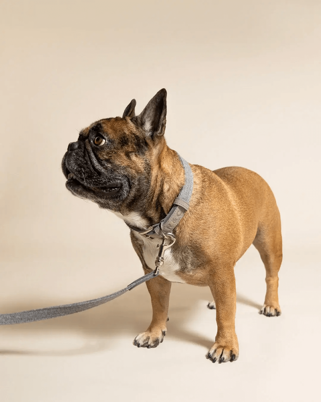 “Dalton” Fabric & Leather Dog Collar – by Ralph & Co-1