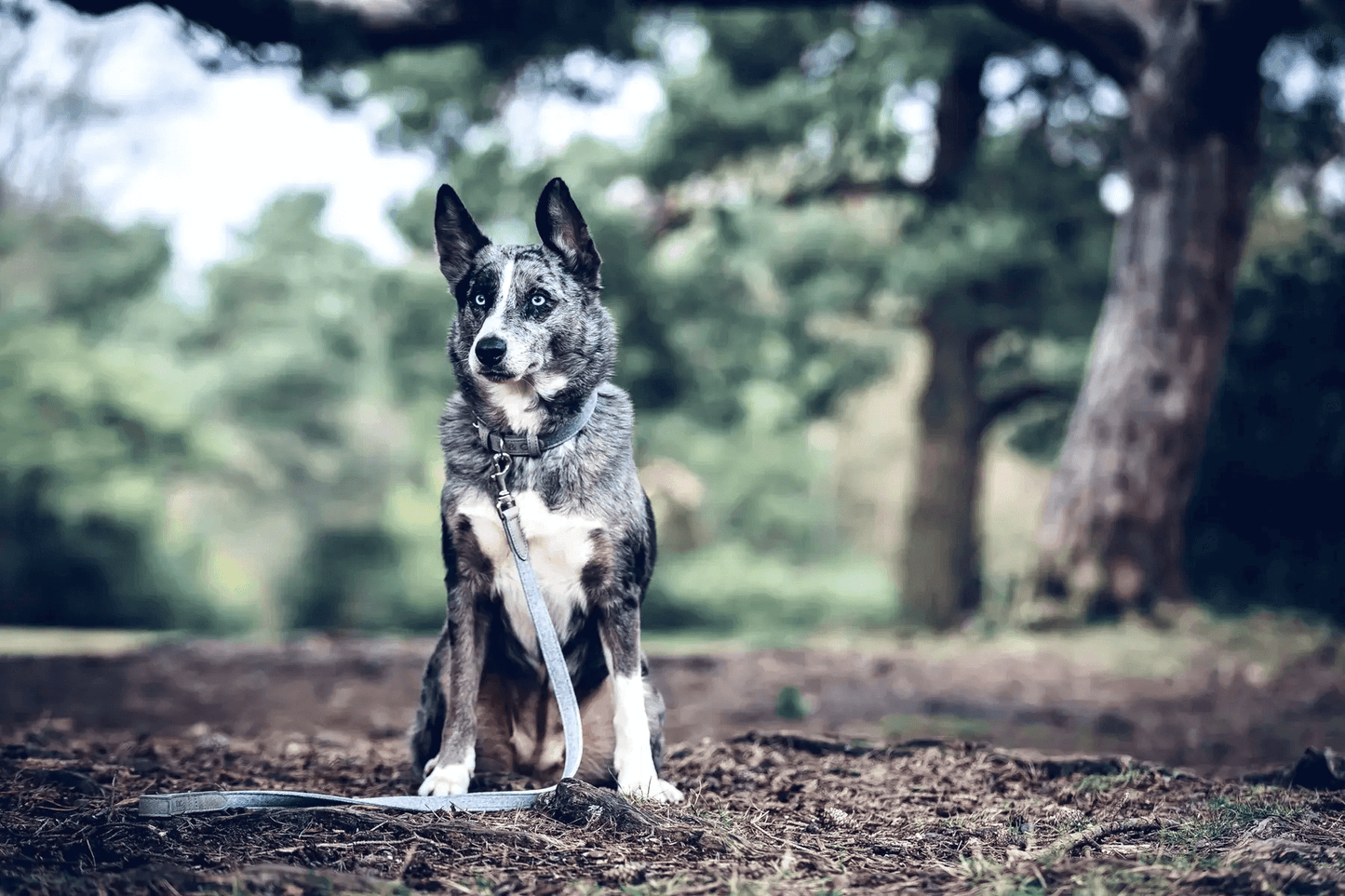 “Dalton” Fabric & Leather Dog Collar – by Ralph & Co-5