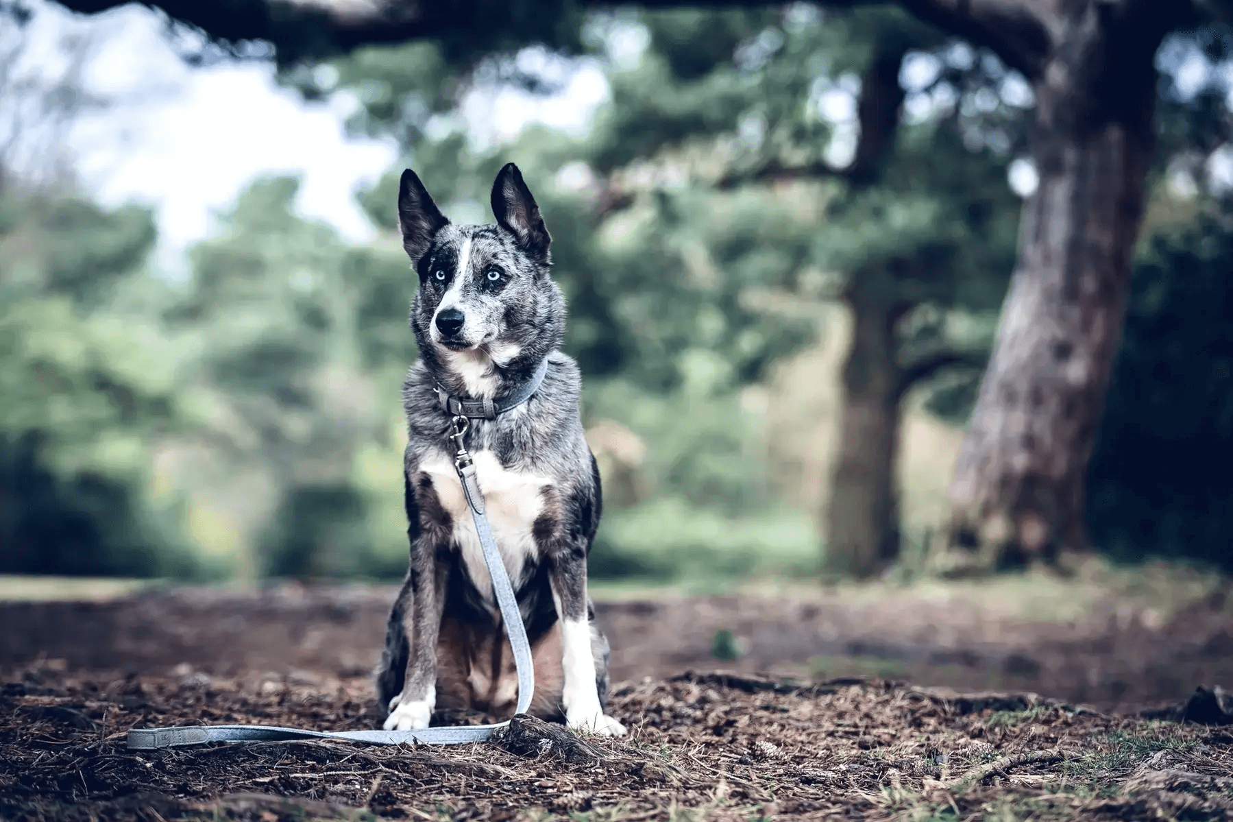 “Dalton” Fabric & Leather Dog Collar – by Ralph & Co-5