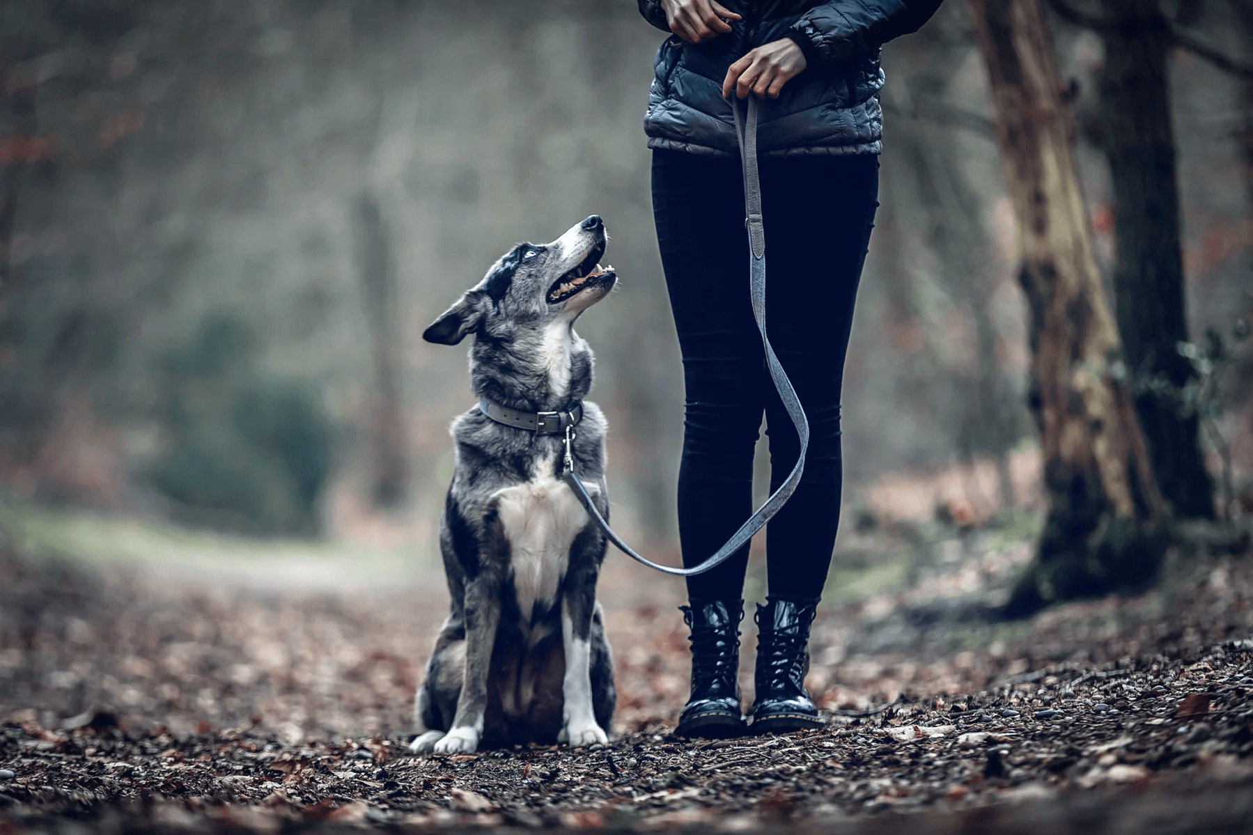 “Dalton” Fabric & Leather Dog Lead – by Ralph & Co-5