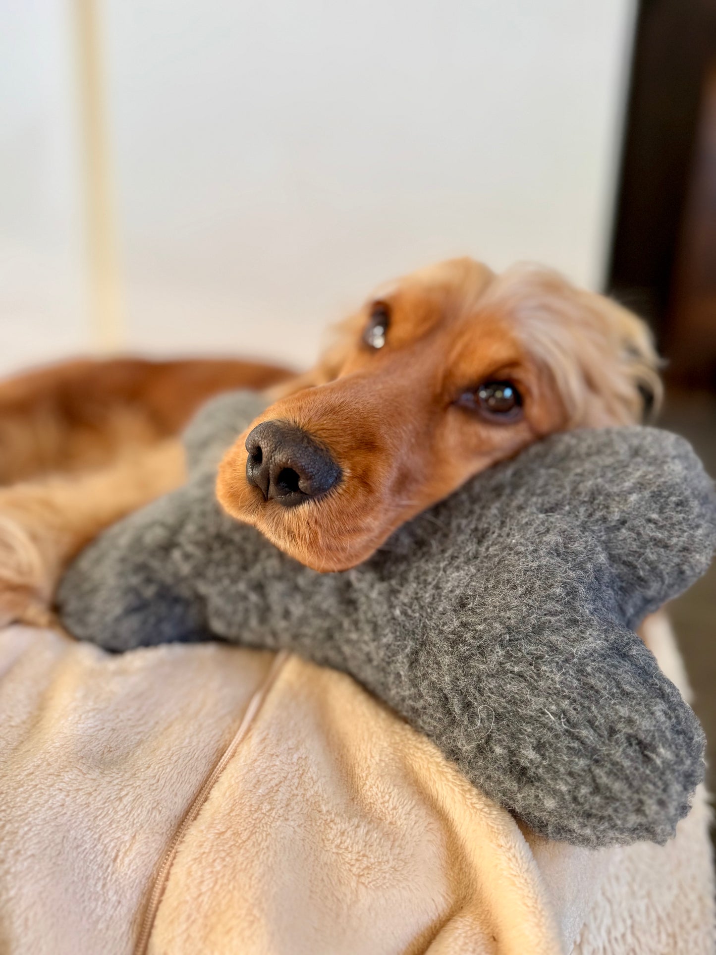 Jouet pour chien en laine naturelle - en forme d'os - Gris anthracite