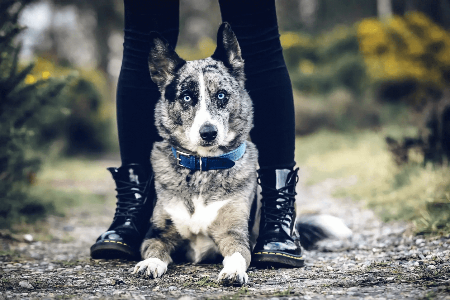 “Rayleigh” Fabric & Leather Dog Collar – by Ralph & Co-4