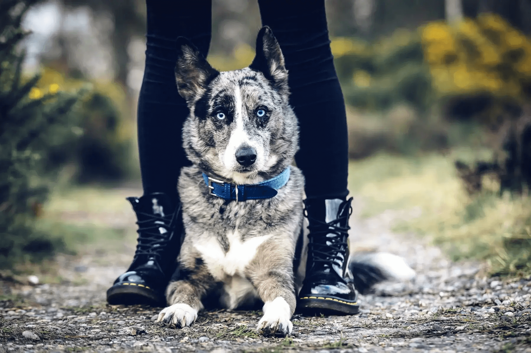 “Rayleigh” Fabric & Leather Dog Collar – by Ralph & Co-4